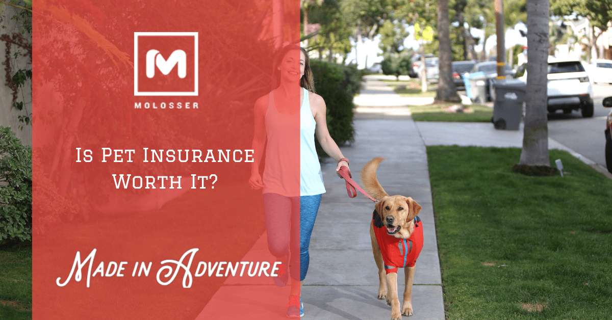 Is Pet Insurance Worth It? Everything You Need to Know About Coverage