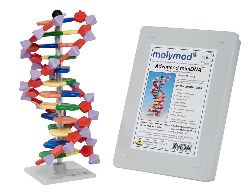 DNA/RNA Molymod
