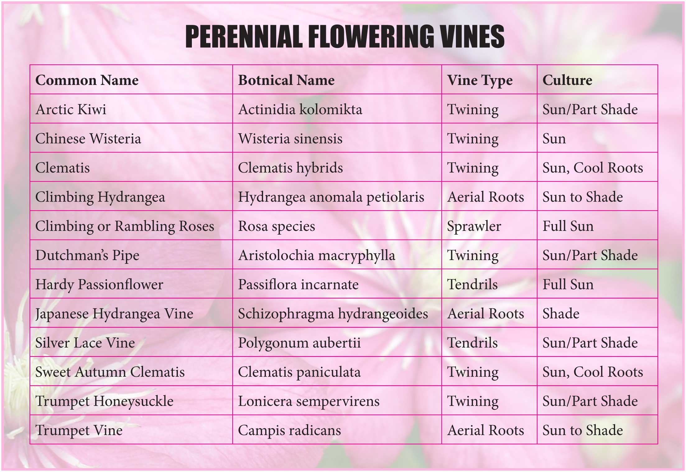 Perennial Flowering Vines « Molzon Landscape Nursery