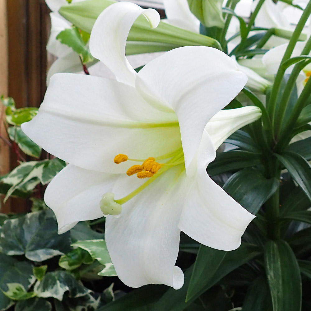 Easter Plant Guide « Molzon Landscape Nursery