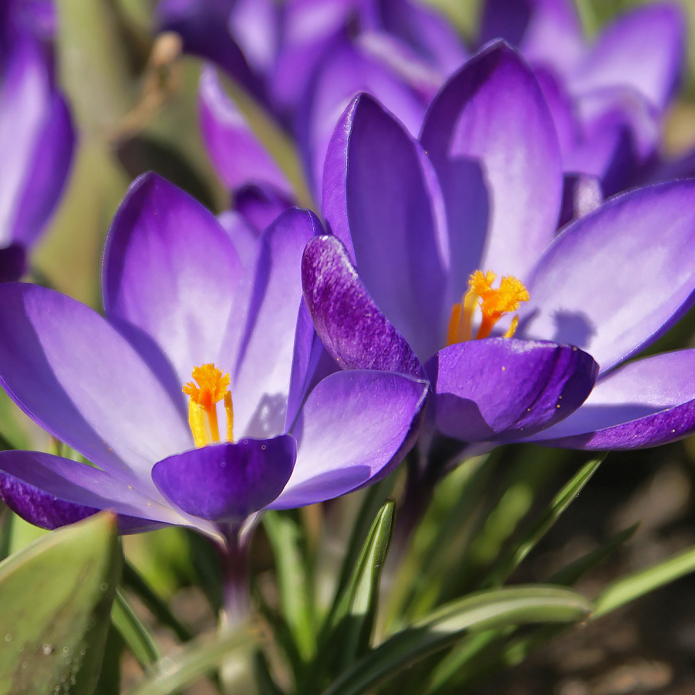 Easter Plant Guide « Molzon Landscape Nursery