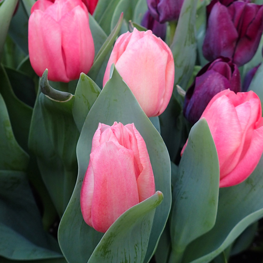 Easter Plant Guide « Molzon Landscape Nursery