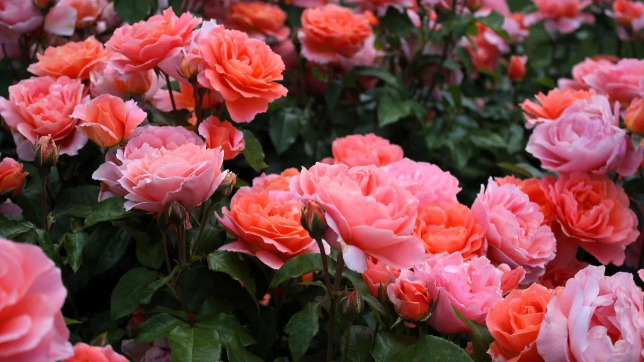 How to Grow Garden Roses in Any Climate A StepbyStep Guide