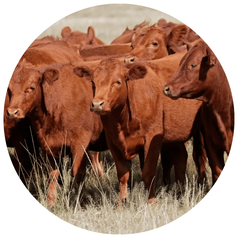 Livestock Risk Protection (LRP) Insurance Momentum Ag Insurance for