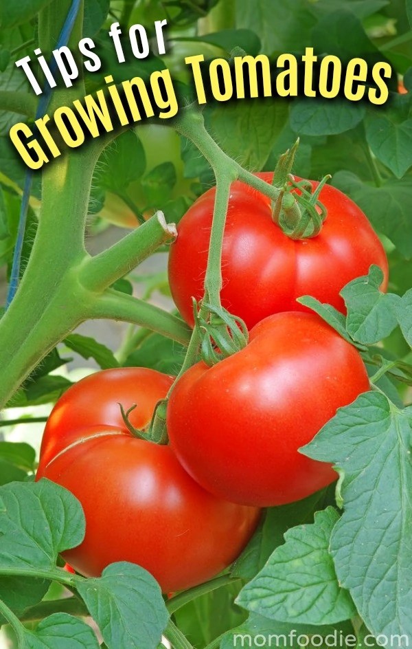 Tomato Growing Tips Have a Successful Tomato Garden this Year!