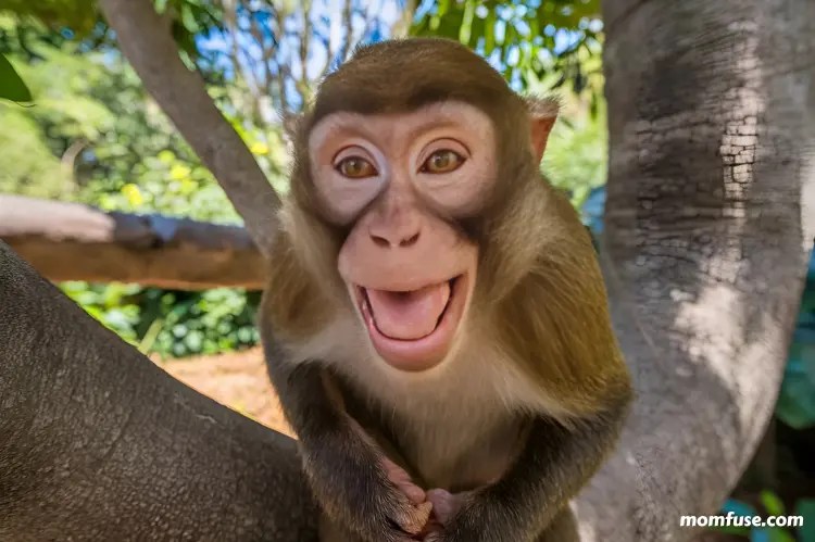 350+ Unique Monkey Names for Every Personality