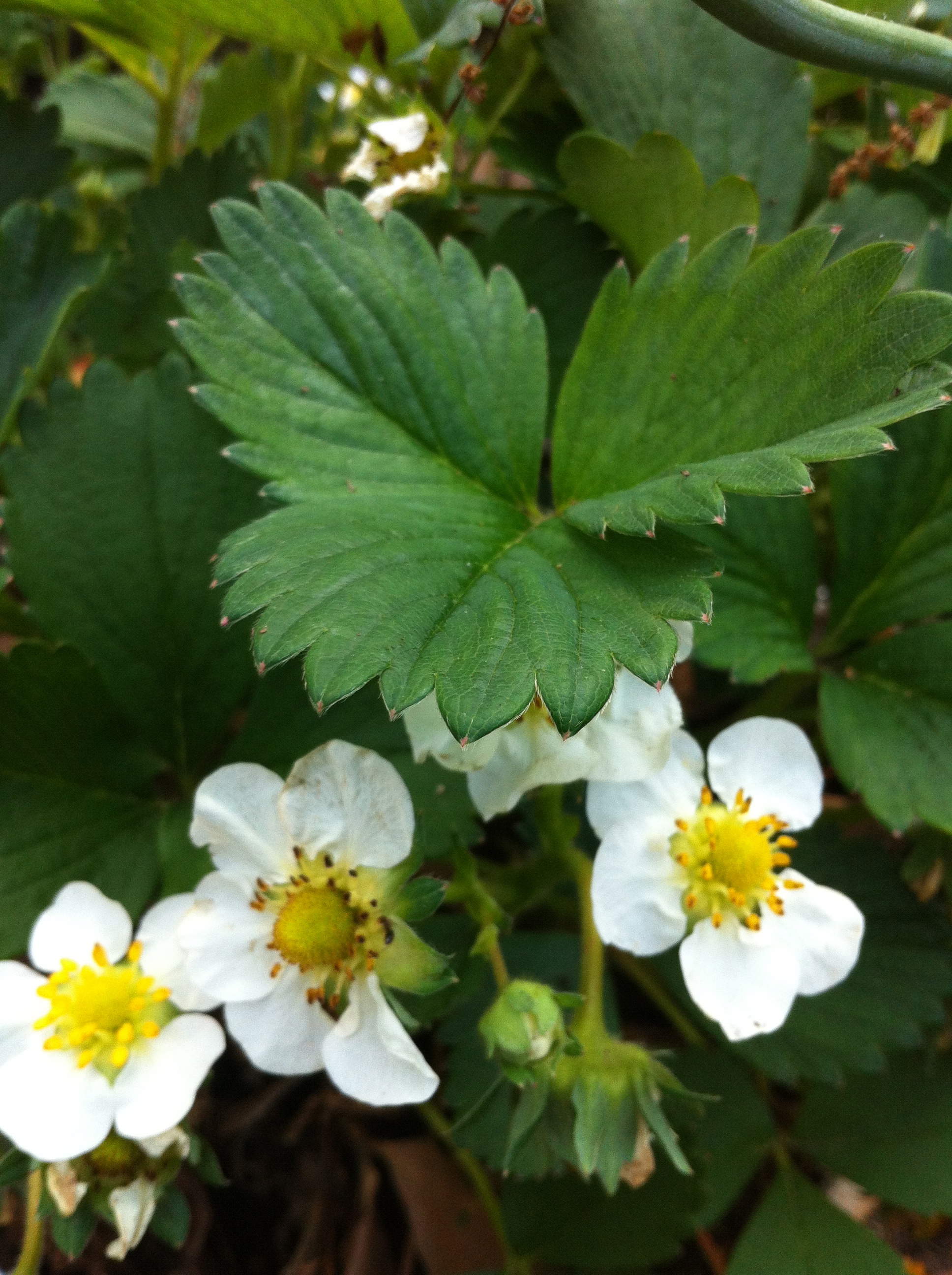 31 Days. 31 Flowers. Teaching kids about the Strawberry Blossom! Mom