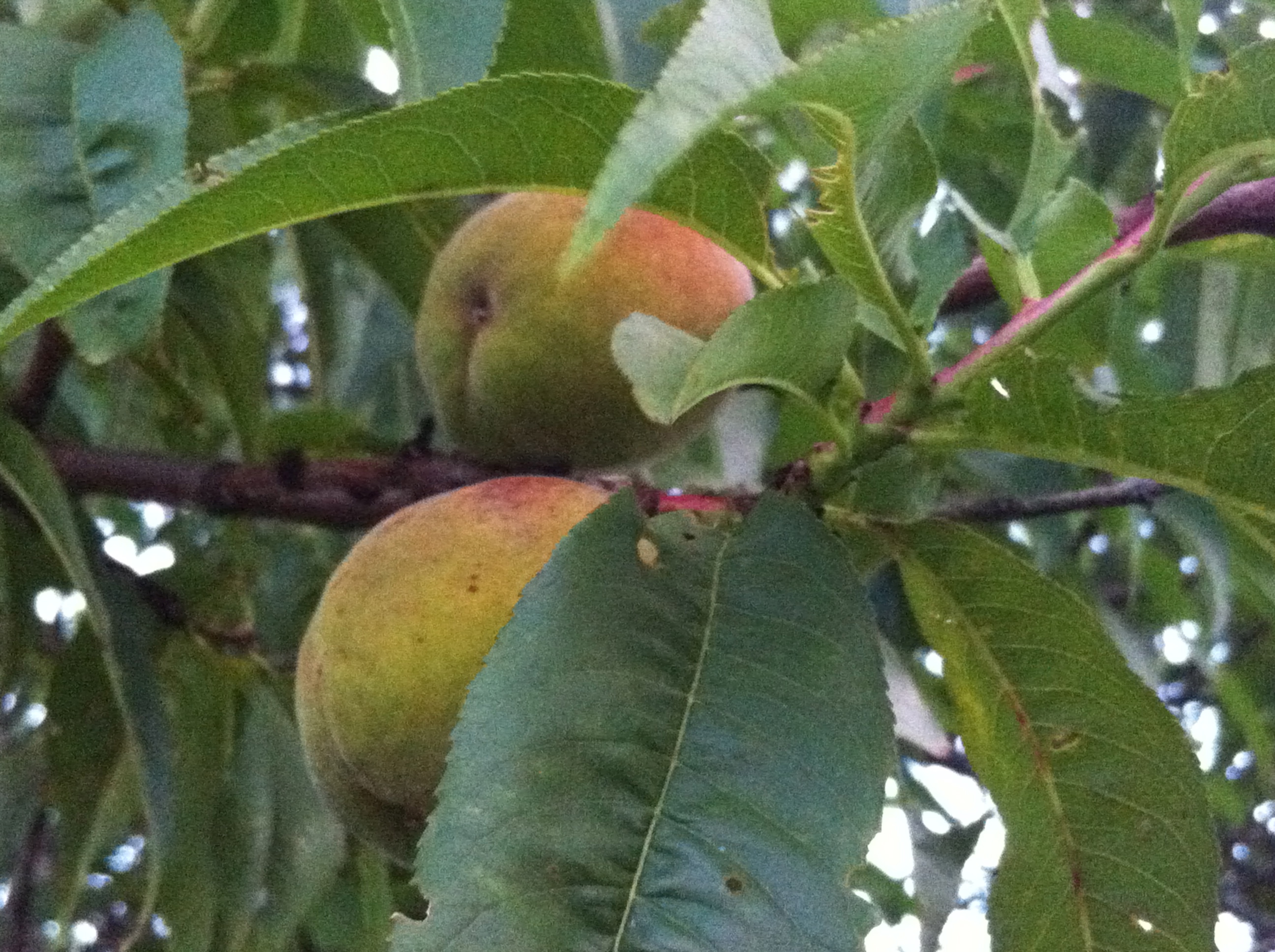 Our little Quince orchard Stylish Life for Moms