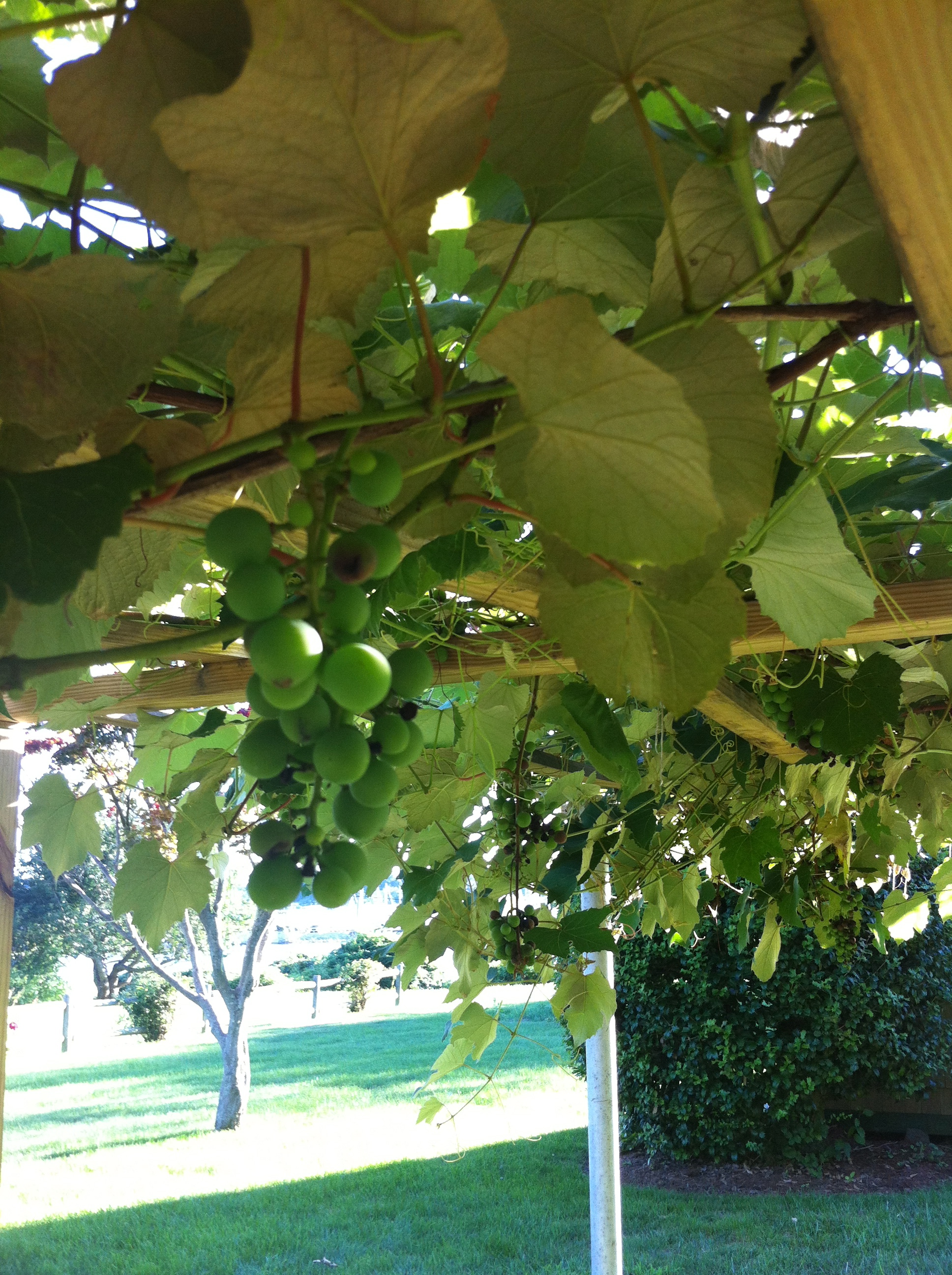 Our little Quince orchard Stylish Life for Moms