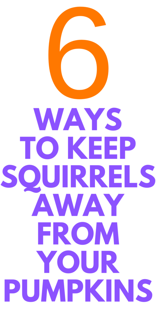 How to Stop Squirrels from Eating Pumpkins Stylish Life for Moms
