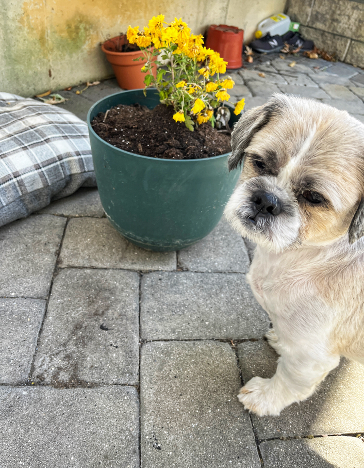 Planting Spring Bulbs in Planters
