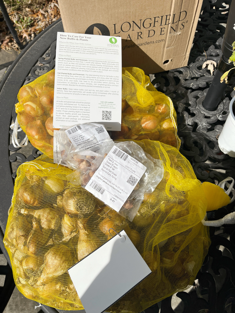 Planting Spring Bulbs in Planters