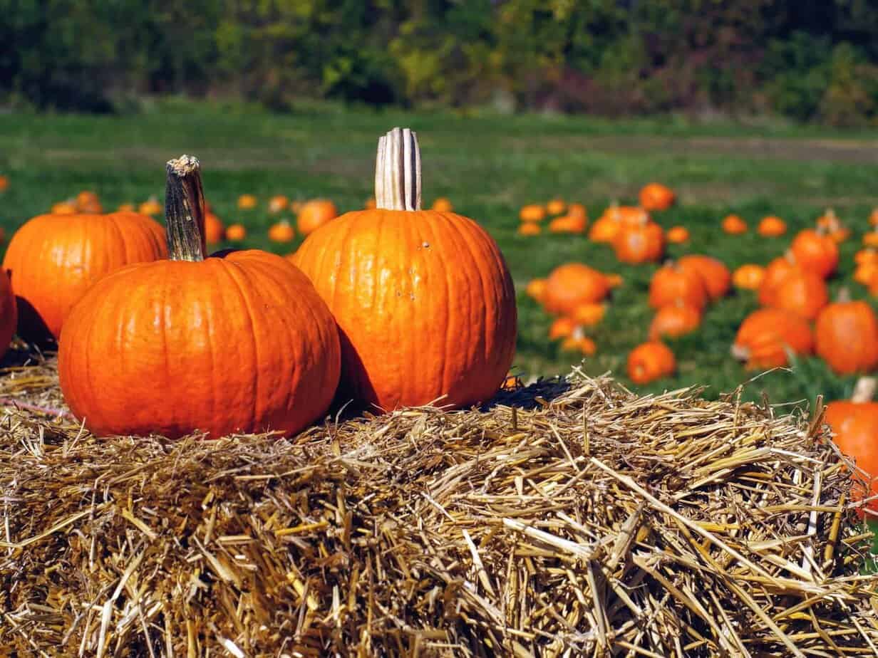 Halloween in Italy How and Where We Celebrate (Kids & Adults) Mom