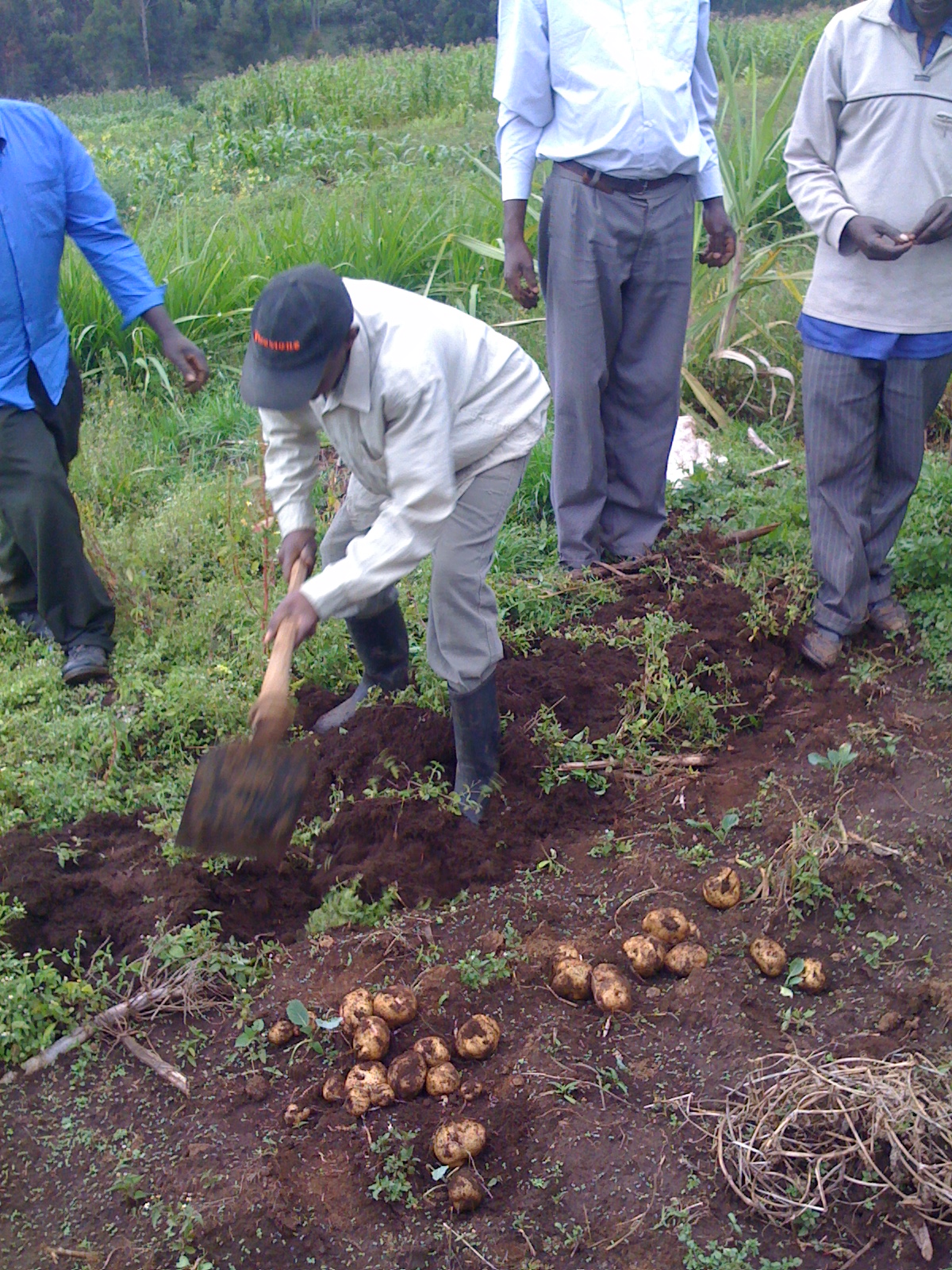KenyaIrishPotatoFarm Mom it ForwardMom it Forward