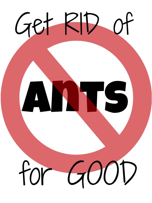 Getting Rid of Ants for Good Mom it ForwardMom it Forward