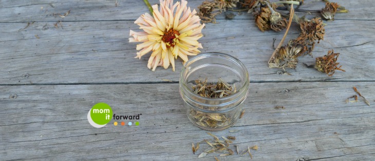 How To Save Zinnia Seeds