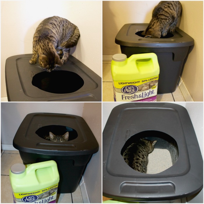DIY Mess Free Cat Litter Box Mom Luck