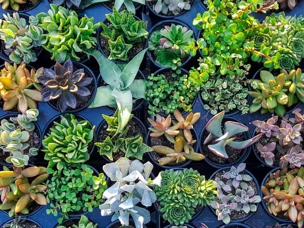 
Top view of colorful miniature desert succulent plants on sale at a nursery garden shop.