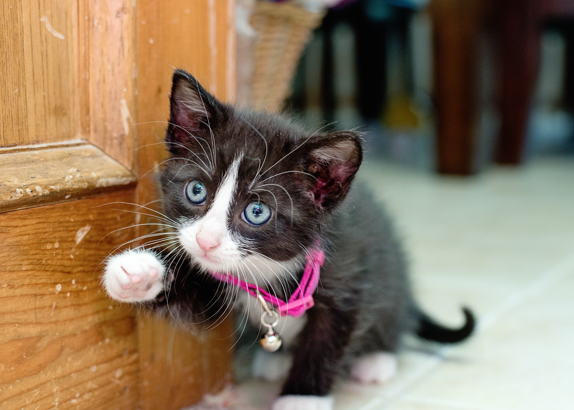 How I Got My Picky Cat to Love His Food Again