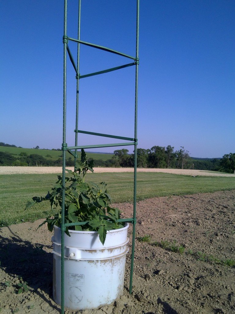 What does your tomato cage say about you? Mommy Bunch