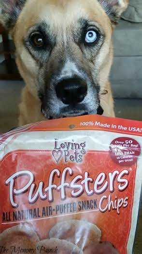The Best Dog Treats And Toys For Your Boxer - Spoil Them With These! | Mommy Bunch