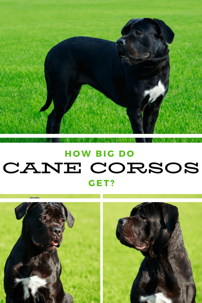 How Big Do Cane Corsos Get? Learn More About this Breed