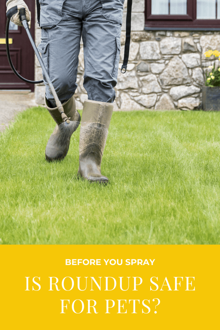 Before You Spray Is Roundup Safe for Pets? • Mom's Memo
