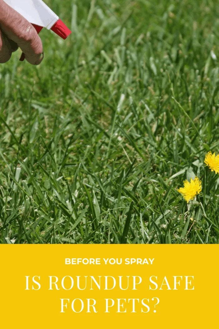 Before You Spray Is Roundup Safe for Pets? • Mom's Memo