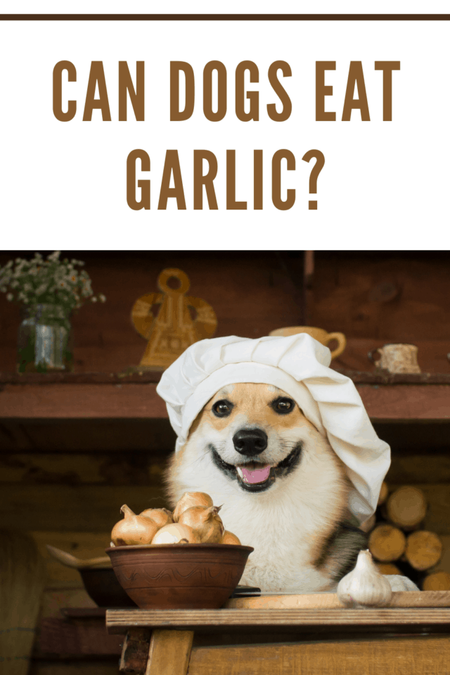 Is Garlic Bad for Dogs? Everything You Need to Know • Mommy's Memorandum