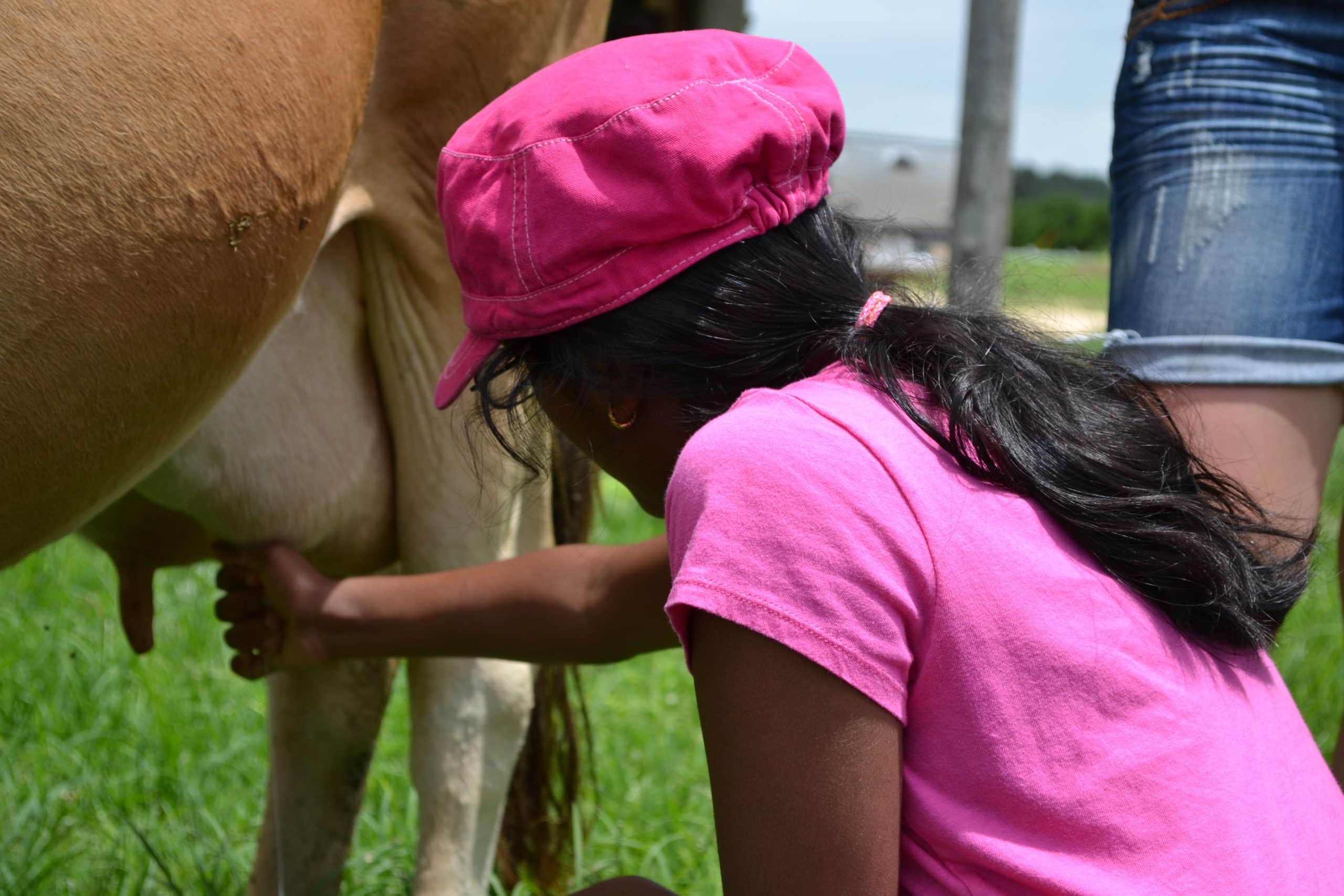 Milk a cow, bottle feed a calf and more at Jersey Barnyard {