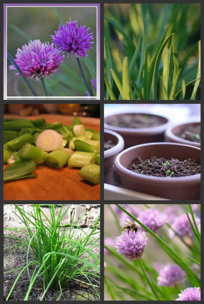 How to Start Chives From Seed Outdoor or Indoor Herb Gardening Mom Prepares
