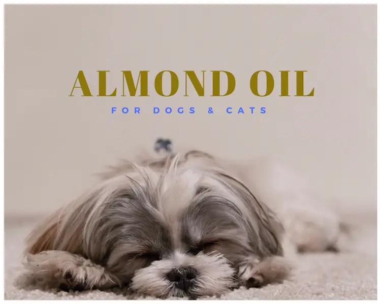 Almond Oil Uses For Beautiful Skin Mom Prepares