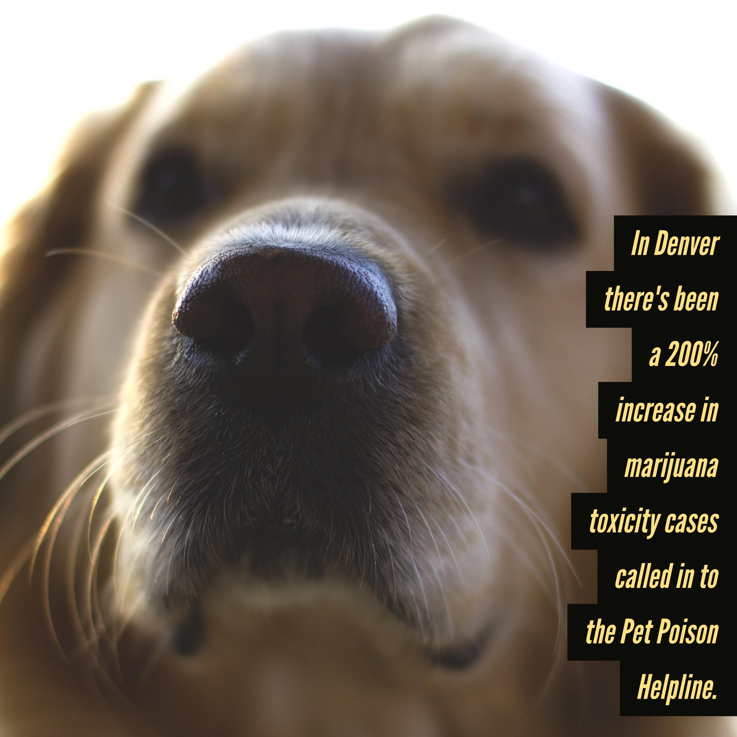 What Toxins Cause Dog Seizures