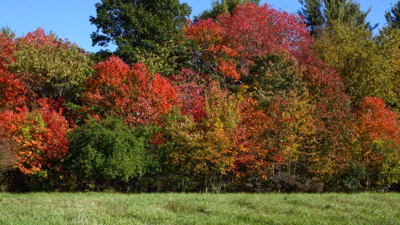 Forest Lifelines 18 Trees That Could Save Your Life in the Wild [Mom