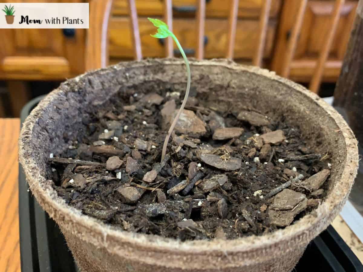 How to grow maple trees from seeds Mom with Plants