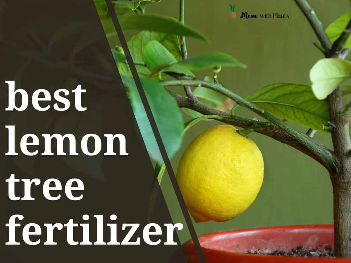 Best fertilizer for Meyer lemon tree (in 2024) Mom with Plants
