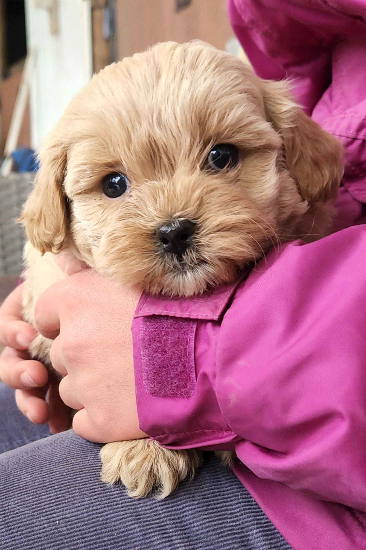 Available Puppies for Sale NSW Cavoodles, Labradoodles & Minature Cavoodles Mon Amour Oodles