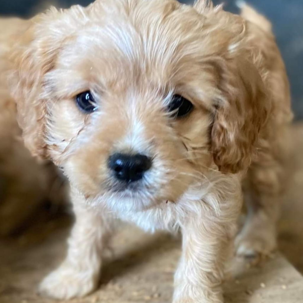 Labradoodle, Cavoodle & Groodle Breeder Mon Amour Oodles