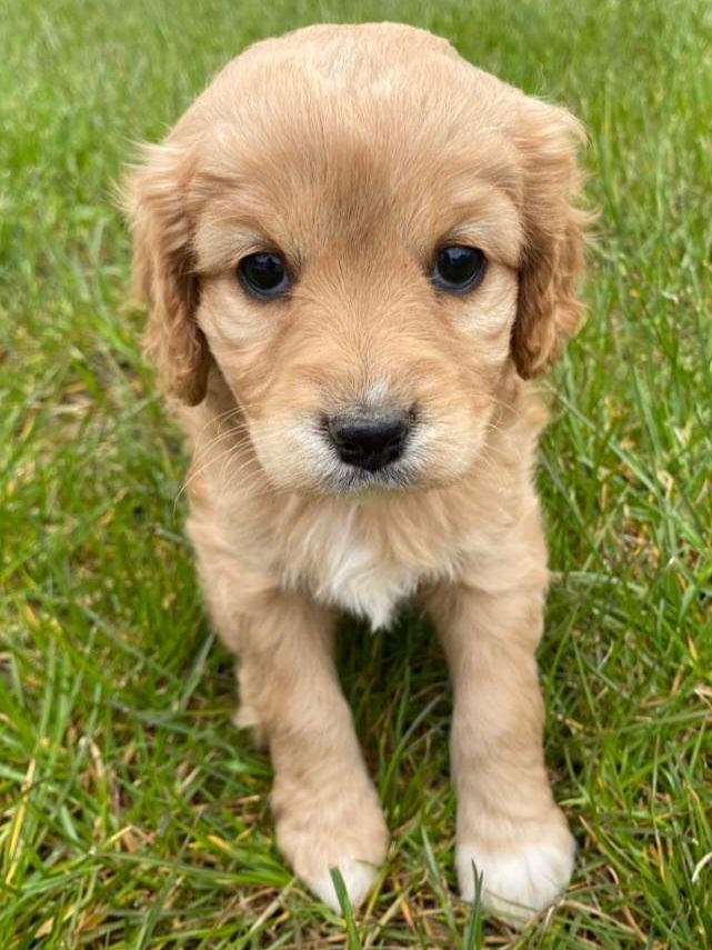 Labradoodles Puppies For Sale Sydney Mon Amour Oodles