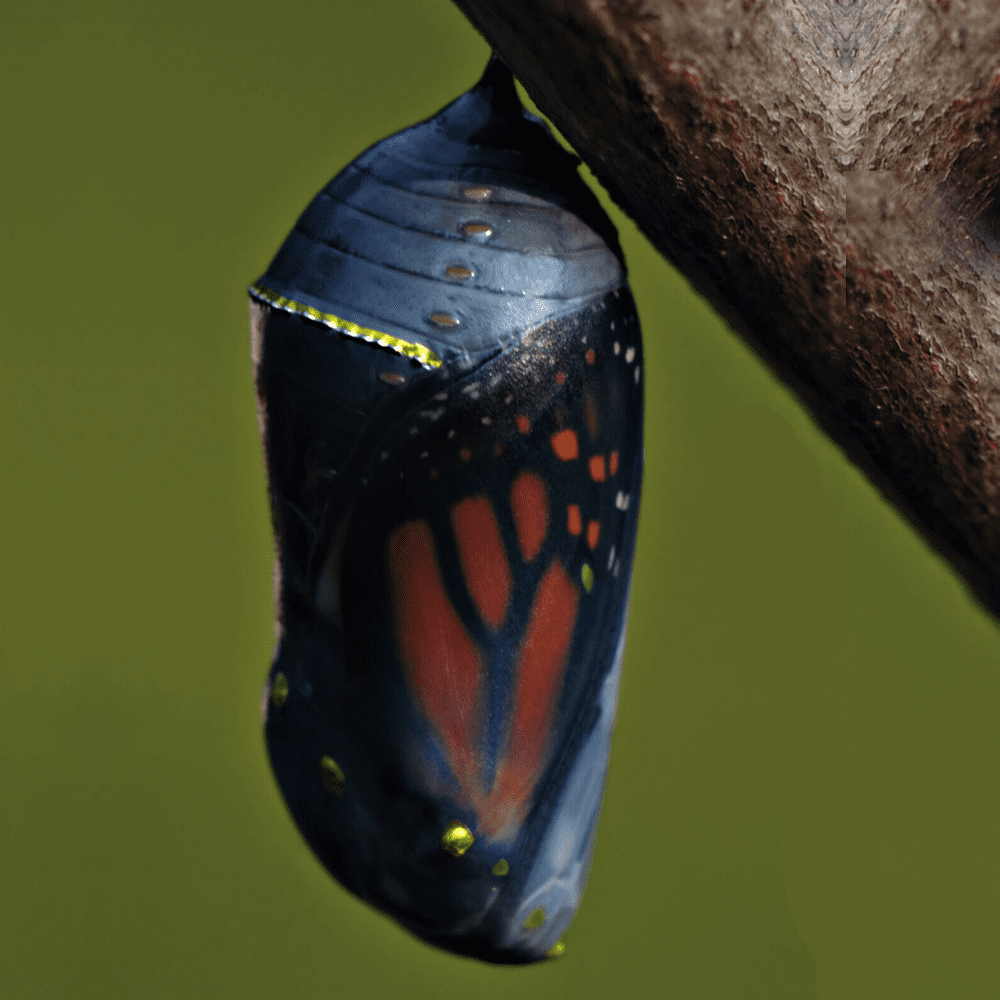 Butterfly Raising Kits Monarch Butterflies