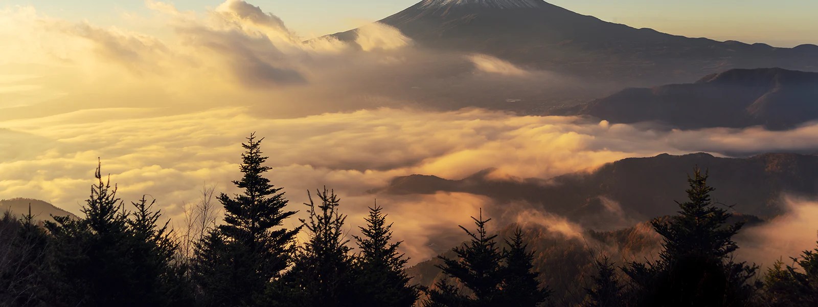 Japanese Hardwood Flooring Kuri Chestnut, Nara Oak, Narakurumi Walnut