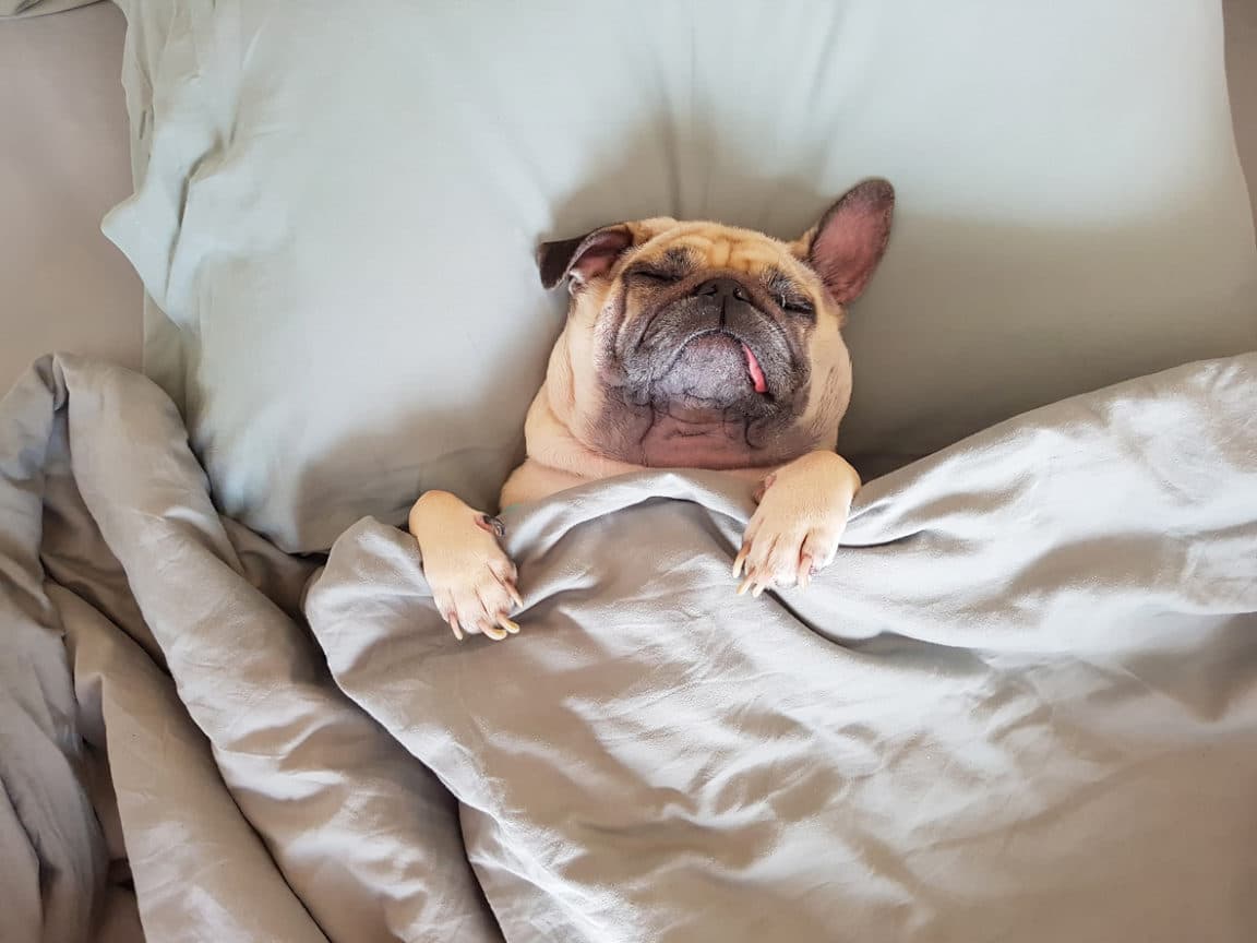 Mon Chien A Le Nez Qui Coule Et Eternue Chien Nouvelles