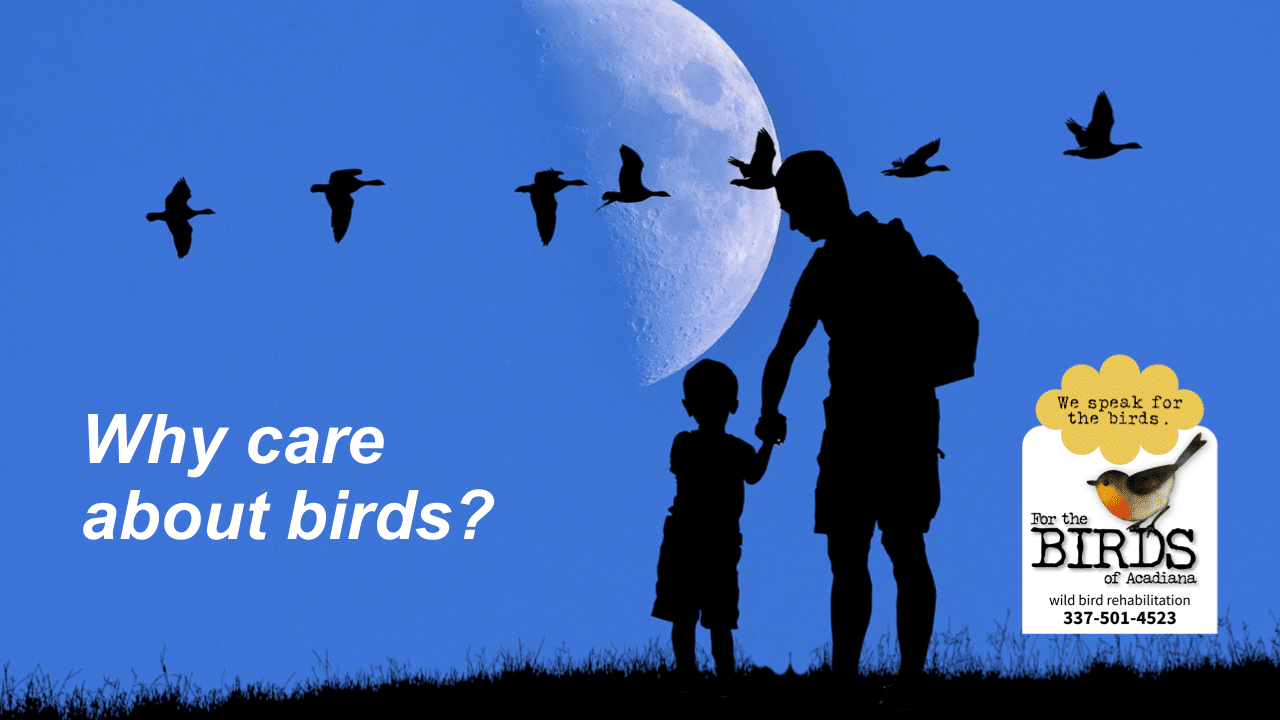 Why Care About Birds? Moncus Park