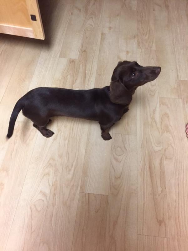 FOUND Brown Wiener dog puppy MonDak Animal Rescue