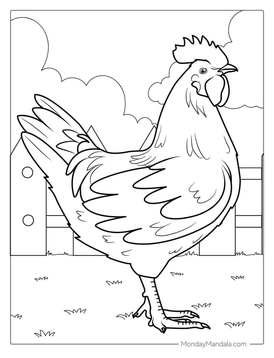 30 Chicken Coloring Pages (Free PDF Printables)