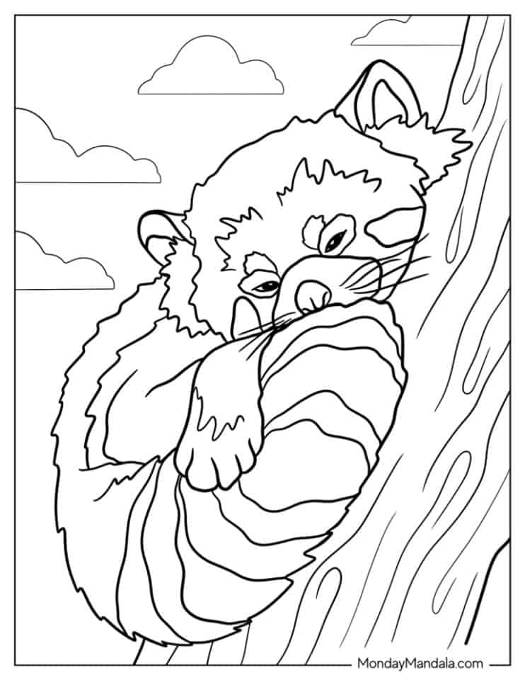 20 Red Panda Coloring Pages (Free PDF Printables)