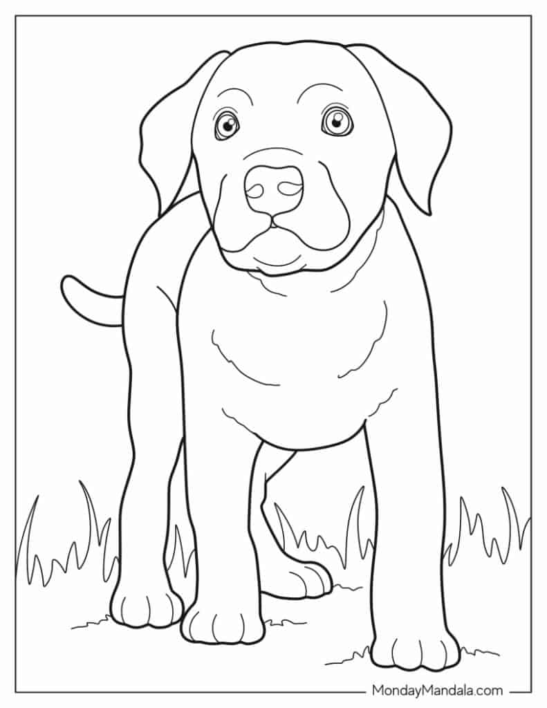 Rottweiler Coloring Pages For Kids