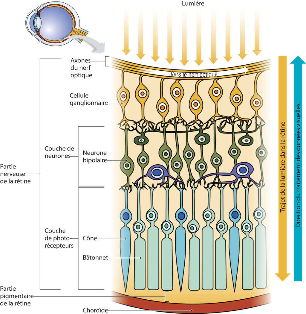 Structure microscopique et fonction de la rétine, figure 2