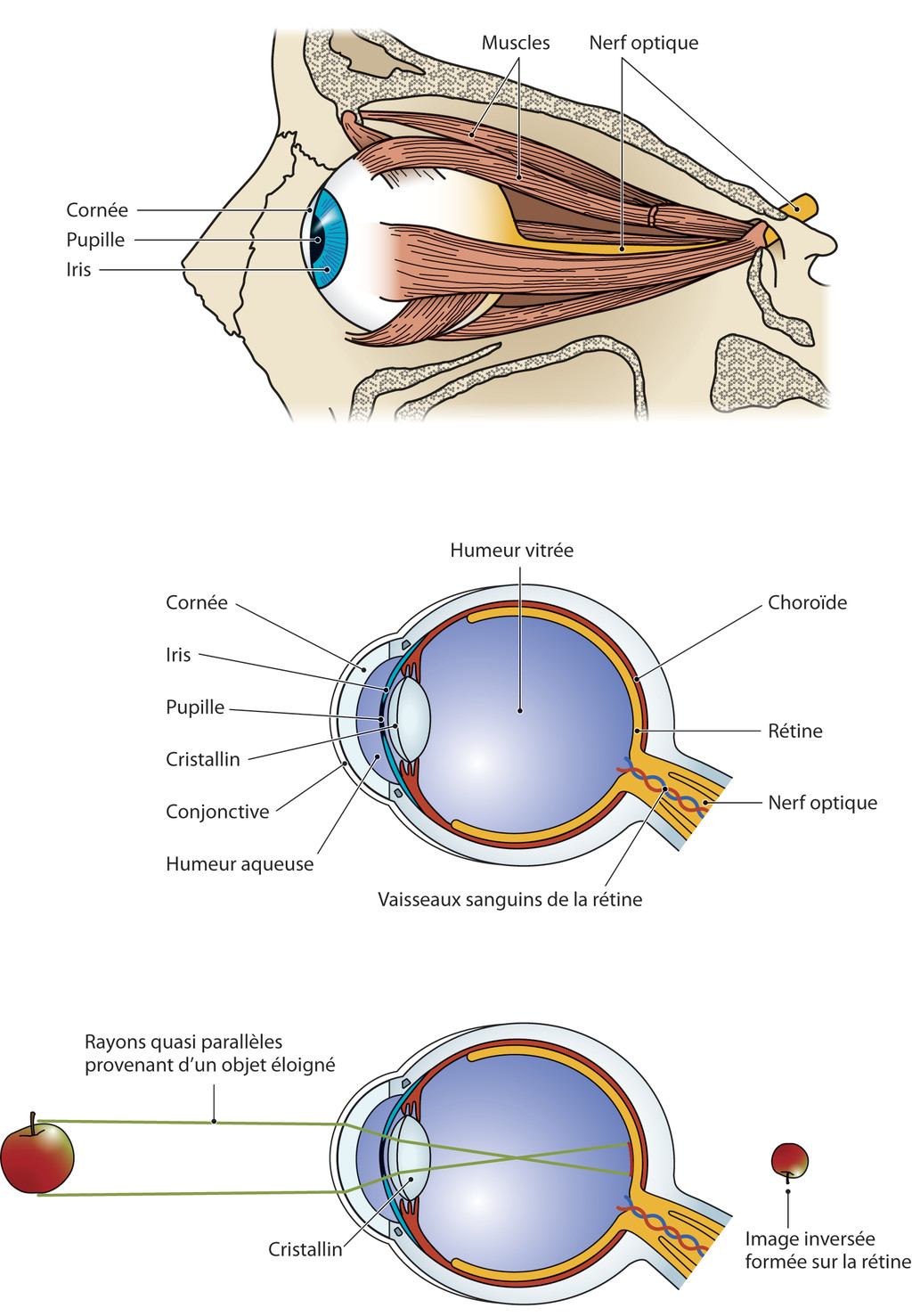 Physiologie de l'oeil et de la rétine, figure 2.1 Le