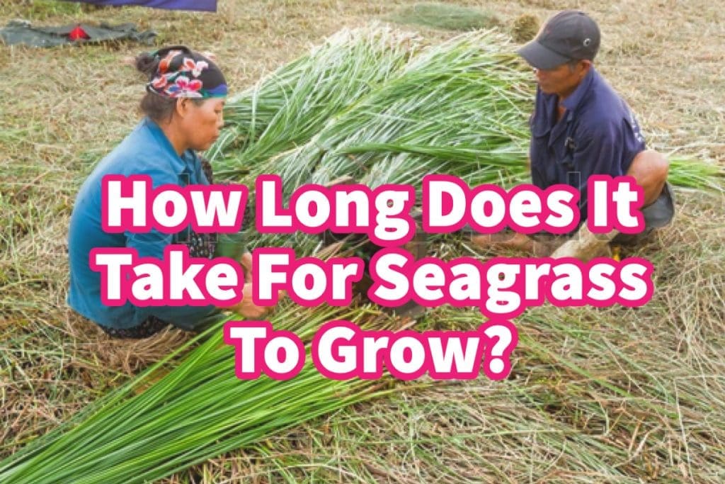 How Long Does It Take For Seagrass To Grow? Mondoro